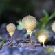 Image for article titled The Bizarre Collective Consciousness of Slime Mold